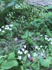 Perideridia americana