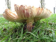 Saproamanita nauseosa