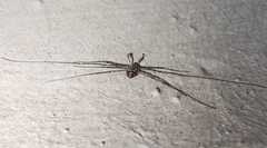 Dicranopalpus ramosus