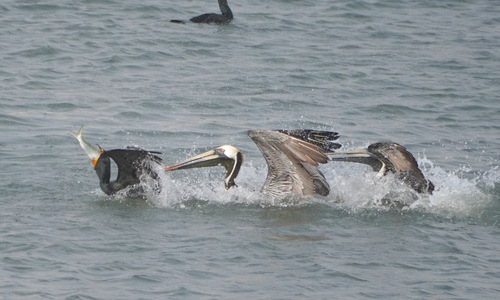 Brown Pelican photographed in Maryland
