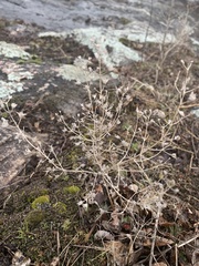Arenarieae