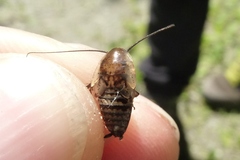 Ectobius sylvestris