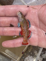 Etheostoma artesiae