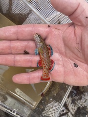 Etheostoma artesiae