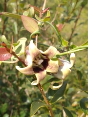 Araujia megapotamica