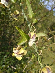 Araujia megapotamica