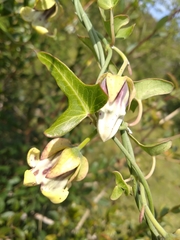 Araujia megapotamica