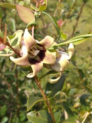 Araujia megapotamica