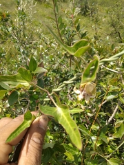 Araujia megapotamica