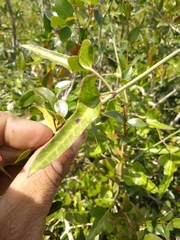 Araujia megapotamica