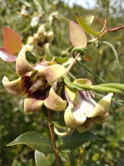 Araujia megapotamica