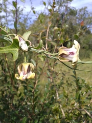 Araujia megapotamica