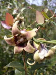 Araujia megapotamica