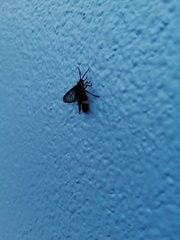 Psichotoe duvaucelii