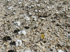 Eremocarya micrantha