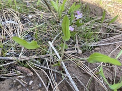 Lomatium nudicaule