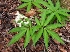 Cardamine kitaibelii