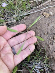 Lomatium nudicaule