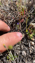 Allophyllum gilioides violaceum