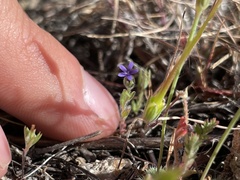 Allophyllum gilioides violaceum