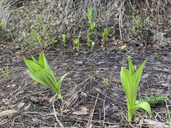 Veratrum californicum