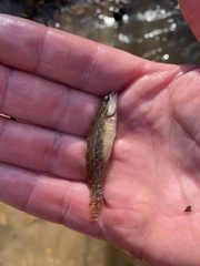 Etheostoma artesiae