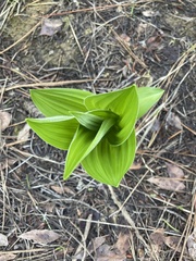 Veratrum californicum