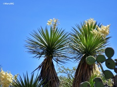 Yucca potosina