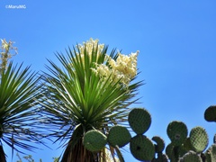 Yucca potosina