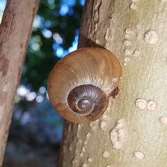 Zachrysia provisoria