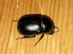 Pentodon bidens punctatus