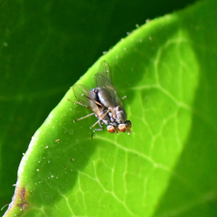 Acalyptratae