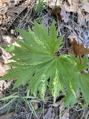 Cacaliopsis nardosmia