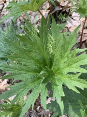 Cacaliopsis nardosmia