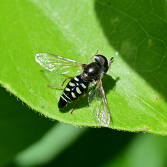 Eupeodes volucris