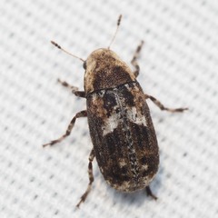 Euparius paganus