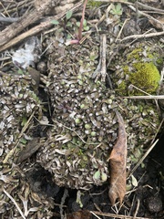 Mannia fragrans