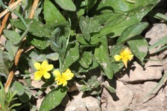 Viola praemorsa