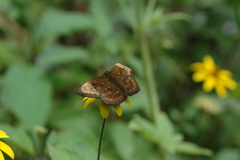 Bolla cyclops