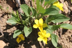 Viola praemorsa