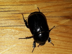 Pentodon bidens punctatus