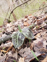 Trillium sessile