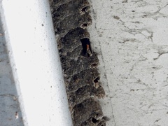 Petrochelidon pyrrhonota