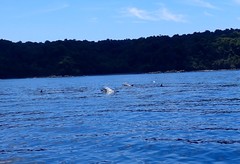 Stenella attenuata