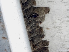 Petrochelidon pyrrhonota