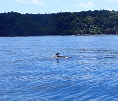 Stenella attenuata