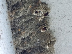 Petrochelidon pyrrhonota