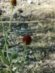 Helenium thurberi