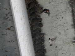 Petrochelidon pyrrhonota