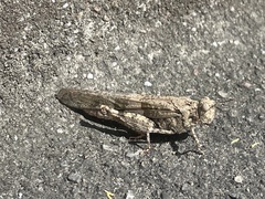 Trimerotropis occidentalis